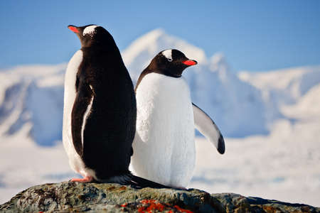 Two penguins dreaming sitting on a rock, mountains in the backgroundの写真素材
