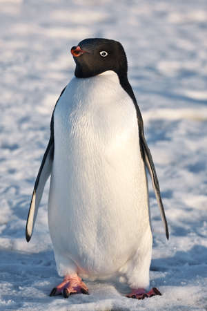 black and white penguin in Antarcticaの写真素材