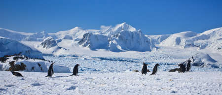 a large group of penguins having fun in the snowy hills of  Antarcticaの写真素材