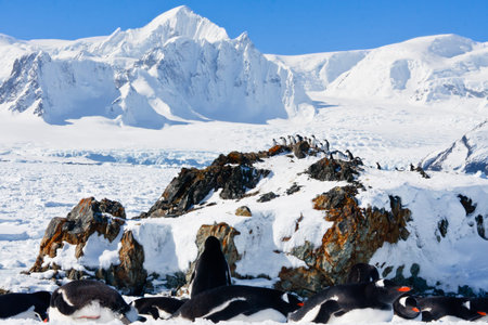 large group of penguins having fun in the snowy hills of the Antarcticの写真素材