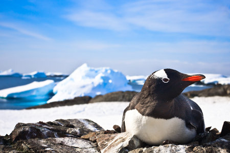 black and white penguin in Antarcticaの写真素材