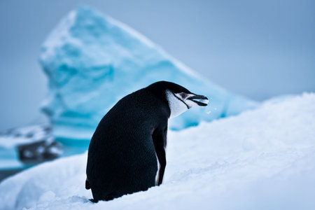 black and white penguin on the white snow