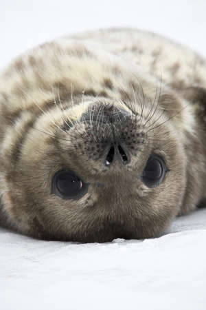 Baby seal close to mom. Antarcticaの写真素材