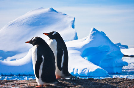 Two penguins dreaming sitting on a rock, glaciers in the backgroundの写真素材