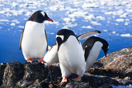 Three identical penguins in Antarcticaの写真素材