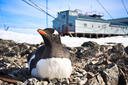 black and white penguin in Antarcticaの写真素材