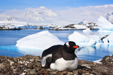 penguin on a stony coast in Antarcticaの写真素材