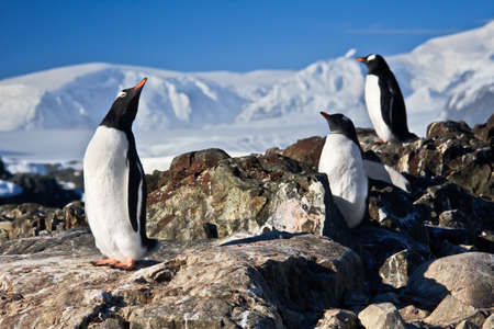 Three penguins dreaming sitting on a rock, mountains in the backgroundの写真素材