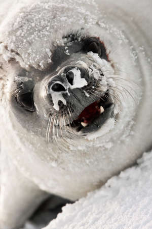snot-nosed seal angrily looks into the cameraの写真素材