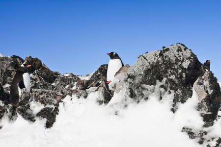 penguins resting on the stony coast of Antarcticaの写真素材