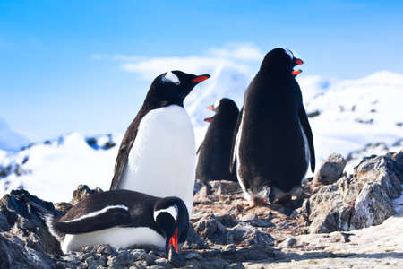 penguins on the stony coast of Antarcticaの写真素材