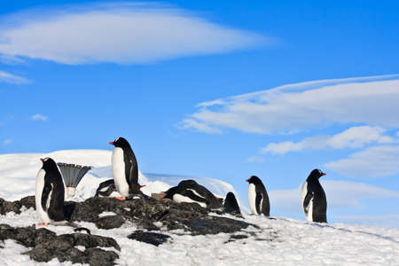 penguins dreaming sitting on a rock, mountains in the backgroundの写真素材
