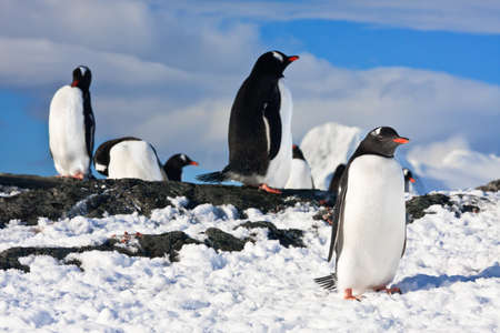 penguins dreaming sitting on a rock, mountains in the backgroundの写真素材