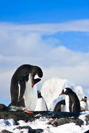 penguins dreaming sitting on a rock, mountains in the backgroundの写真素材