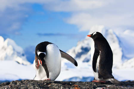 penguins dreaming sitting on a rock, mountains in the backgroundの写真素材