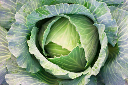 green cabbage's head with leafsの写真素材