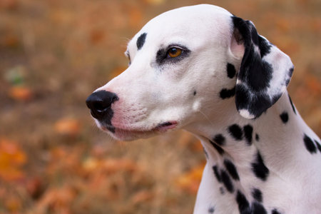 Dalmatian dog portrait yellow autumn backgroundの写真素材