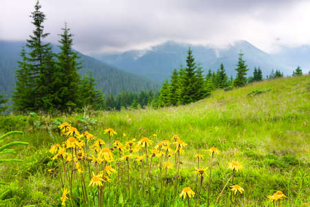 Beautiful mountains landscape in Carpathianの写真素材