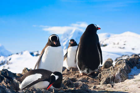 penguins on the stony coast of Antarcticaの写真素材