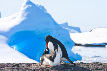 Two penguins make love on a rock, glaciers in the backgroundの写真素材