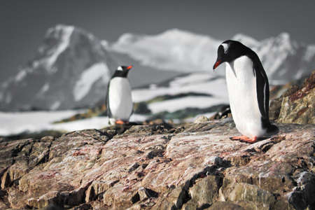 Two penguins dreaming sitting on a rock, mountains in the backgroundの写真素材