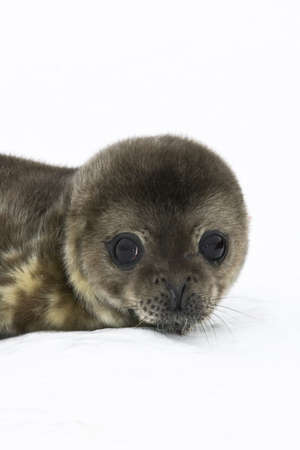baby seal in Antarcticaの写真素材