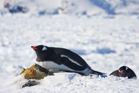 Two penguins dreaming, mountains in the backgroundの写真素材