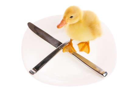 yellow ducklingの写真素材