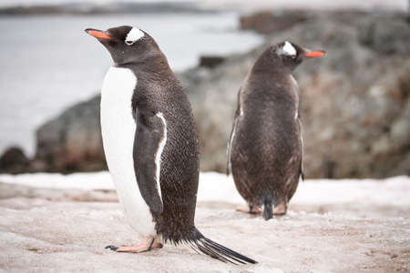 penguins standing on the rocks in the Antarcticの写真素材