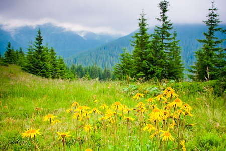 Beautiful mountains landscape in Carpathianの写真素材