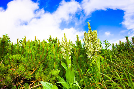 Beautiful landscape in Carpathianの写真素材