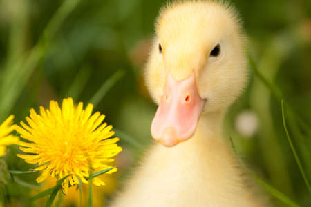 Small yellow duckling outdoor on green grassの写真素材