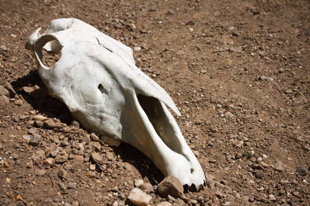 animal skull on the groundの写真素材