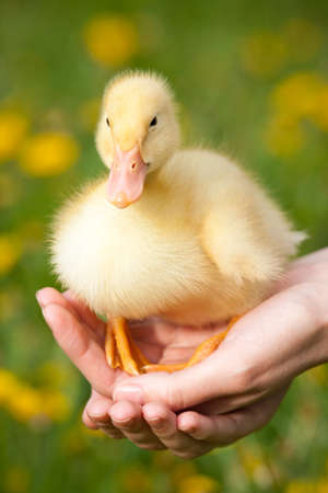 Little yellow duckling on human handsの写真素材