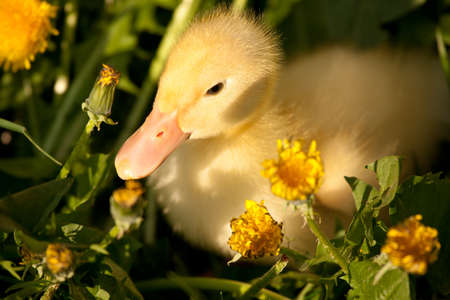 Small yellow duckling outdoor on green grassの写真素材