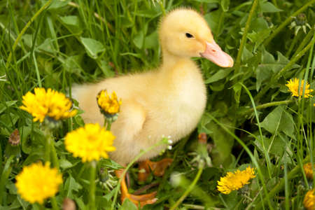Small yellow duckling outdoor on green grassの写真素材