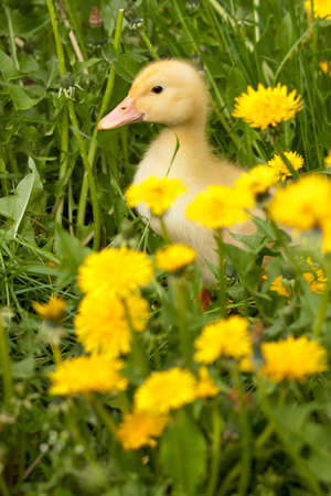 Small yellow duckling outdoor on green grassの写真素材