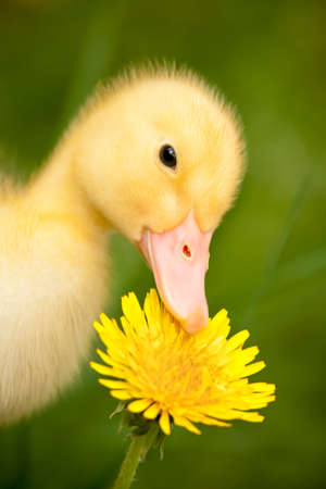 Little yellow duckling with dandelion on green grassの写真素材