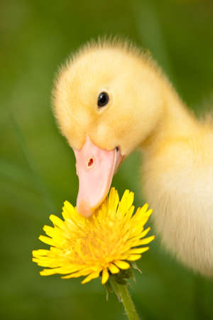 Little yellow duckling with dandelion on green grassの写真素材