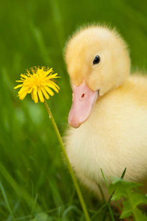 Little yellow duckling with dandelion on green grassの写真素材