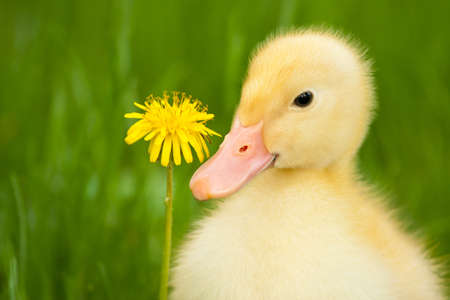 Little yellow duckling with dandelion on green grass