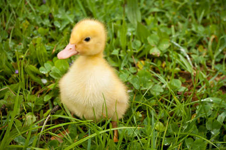 Small yellow duckling outdoor on green grassの写真素材