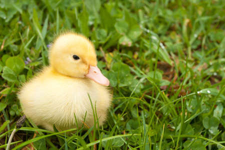 Small yellow duckling outdoor on green grassの写真素材