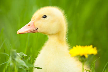 Little yellow duckling with dandelion on green grassの写真素材