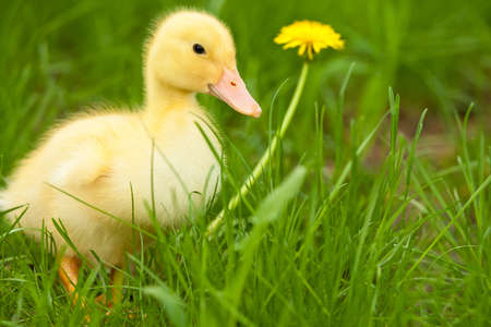 Little yellow duckling with dandelion on green grassの写真素材