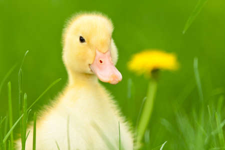 Little yellow duckling with dandelion on green grassの写真素材