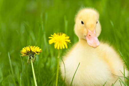 Little yellow duckling with dandelion on green grassの写真素材