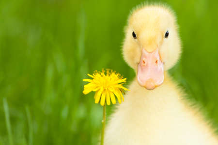 Little yellow duckling with dandelion on green grassの写真素材