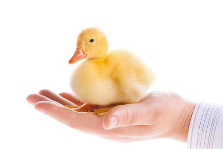 Little yellow duckling on human handの写真素材
