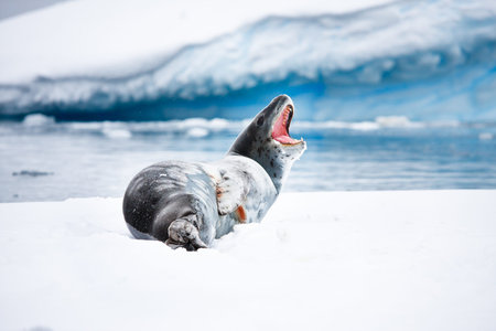 Seal rests on the snowy slopes of Antarcticaの写真素材
